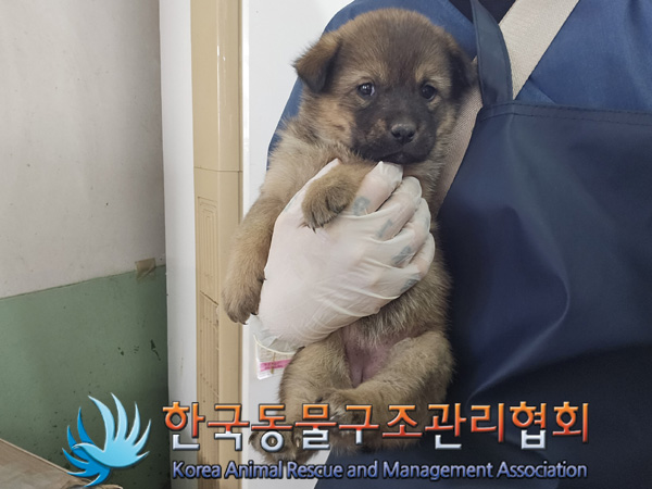 한국동물구조관리협회_441559202401406